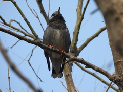 Spodiopsar cineraceus