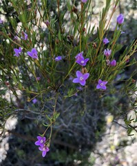 Boronia filifolia