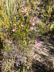 Boronia filifolia