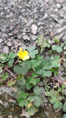 Oxalis corniculata