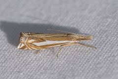 Crambus whitmerellus