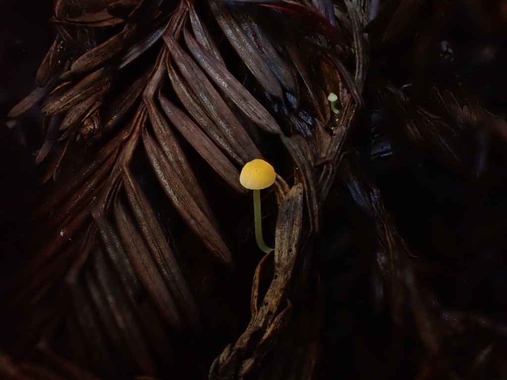 tangerine bonnet