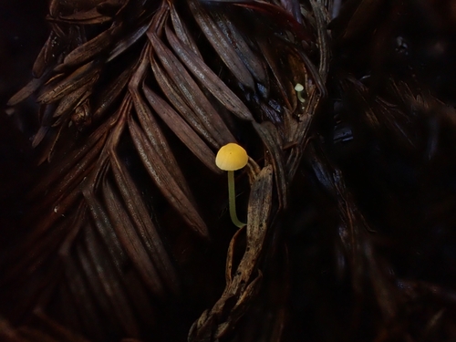 tangerine bonnet