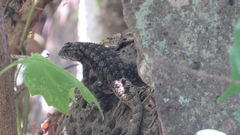 Sceloporus spinosus