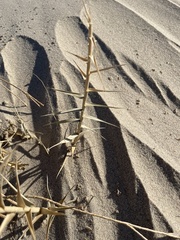 Swallenia alexandrae