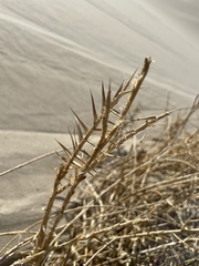 Swallenia alexandrae