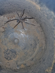 Portacosa cinerea