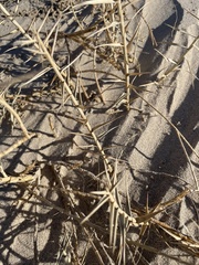 Swallenia alexandrae