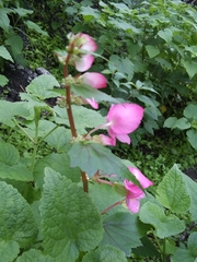 Begonia bulbillifera