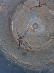 Portacosa cinerea