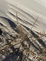 Swallenia alexandrae