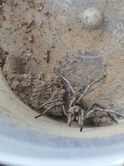 Portacosa cinerea