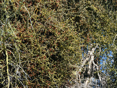 Phoradendron californicum