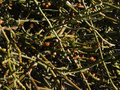 Phoradendron californicum