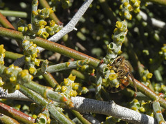 Phoradendron californicum