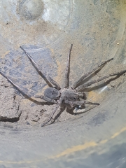 Portacosa cinerea