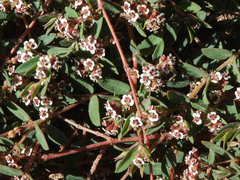 Euphorbia capitellata
