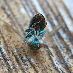 Chrysididae