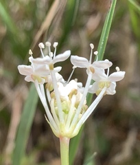 Trachymene composita composita