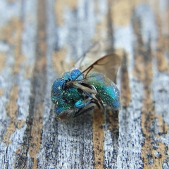 Chrysididae