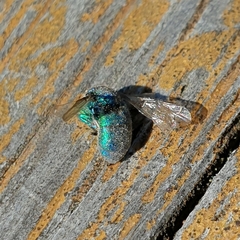 Chrysididae