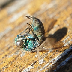Chrysididae
