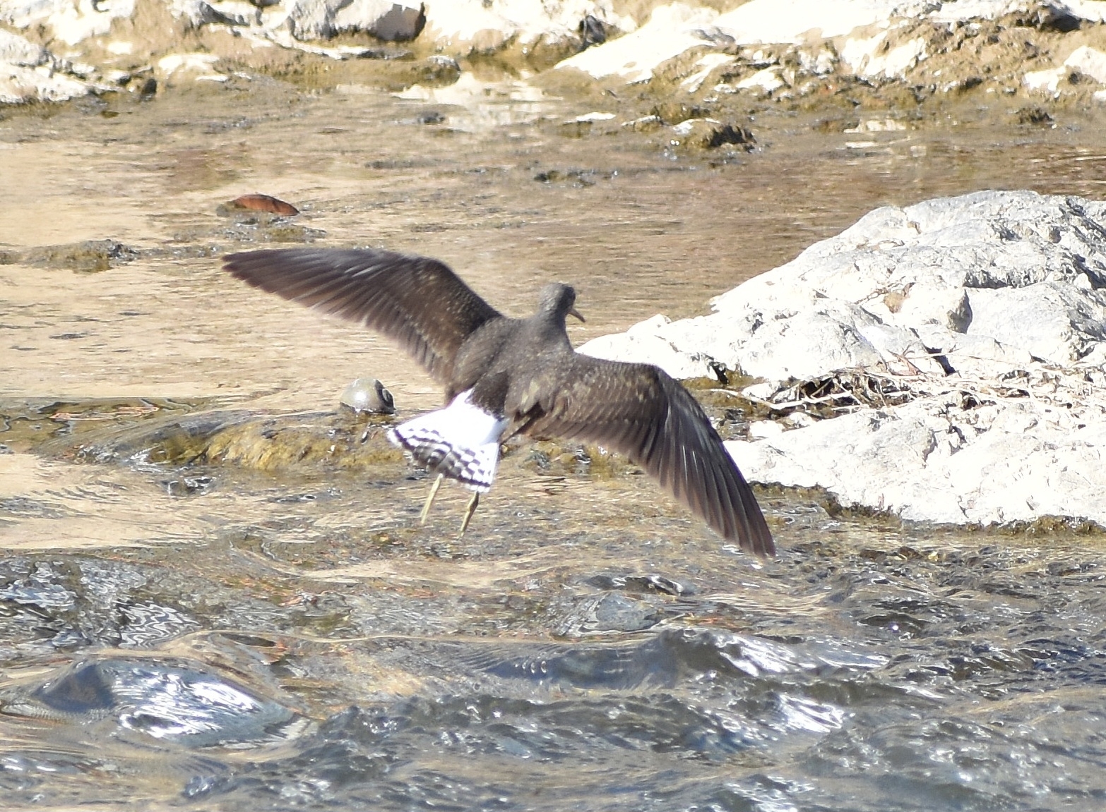 Green Sandpiper