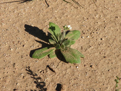 Tomostima cuneifolia