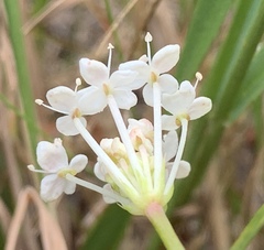 Trachymene composita composita