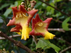 Gmelina arborea