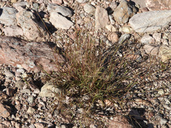 Muhlenbergia microsperma