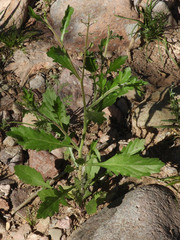 Lepidium lasiocarpum