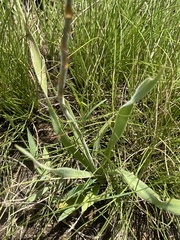 Chlorophytum transvaalense