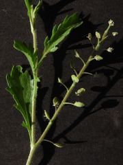 Lepidium lasiocarpum
