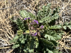Phacelia crenulata minutiflora