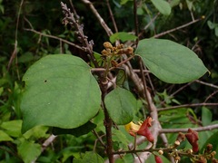 Gmelina arborea