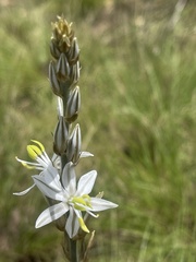 Chlorophytum transvaalense