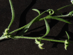 Pectocarya recurvata