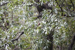 Staphida castaniceps