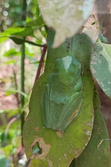 Rhacophorus malabaricus