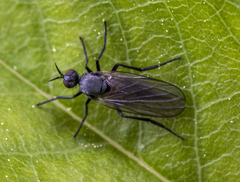 Rhamphomyia