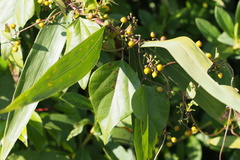 Paederia foetida
