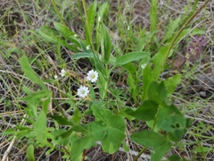 Caryophyllaceae