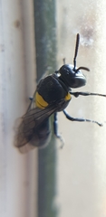 Hylaeus nubilosus