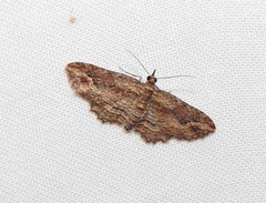 Chloroclystis filata