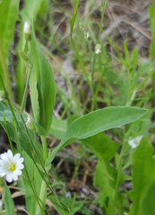 Caryophyllaceae