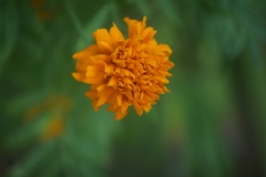 Tagetes erecta