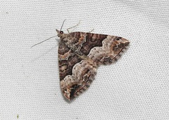 Chrysolarentia lucidulata