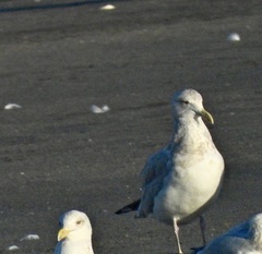 Larus glaucoides