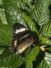 Cethosia cyane